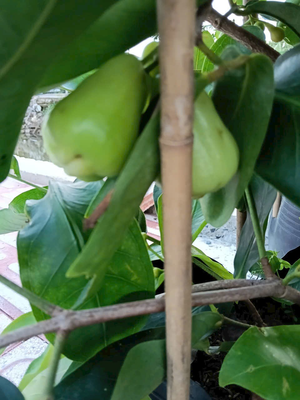 cây mận Thái xanh trồng chậu