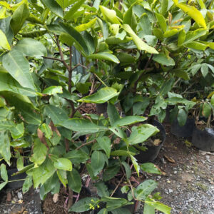 cây mận Thái xanh trồng chậu