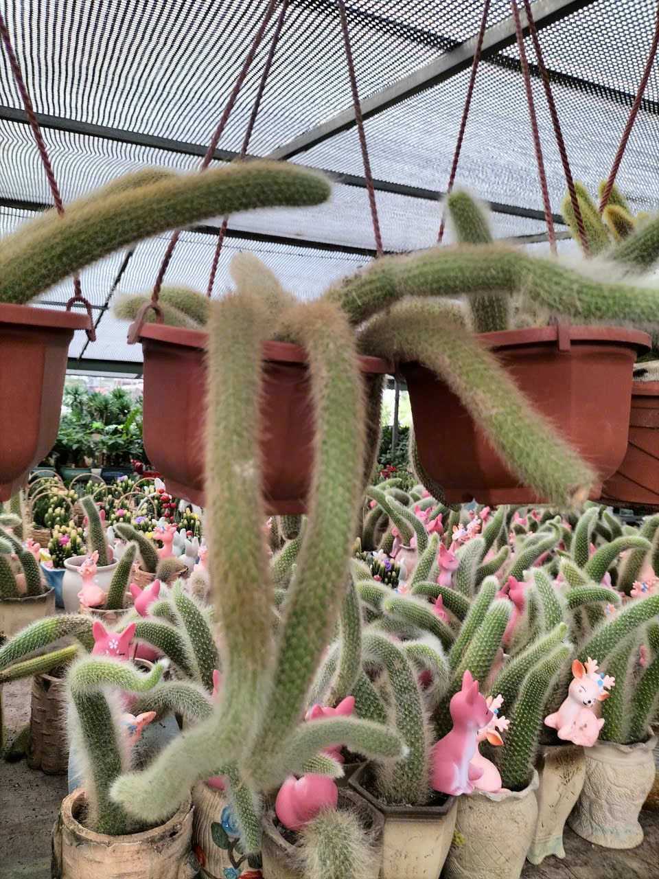 cây xương rồng đuôi cáo