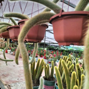 cây xương rồng đuôi cáo