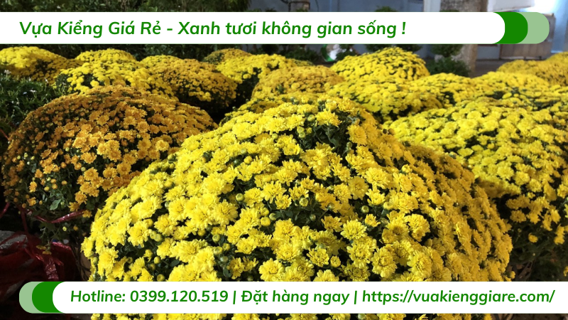 cúc mâm xôi trưng Tết 2026