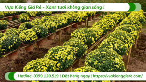 cúc mâm xôi trưng Tết 2026