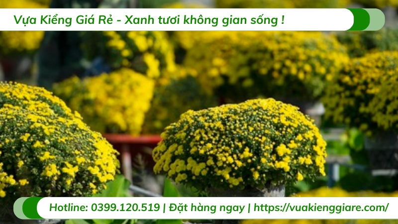 cúc mâm xôi trưng Tết 2026