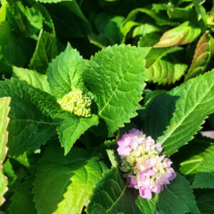 Cây Cẩm Tú Cầu Nhiệt Đới – Cây Hoa Trang Trí Đẹp Cho Sân Vườn