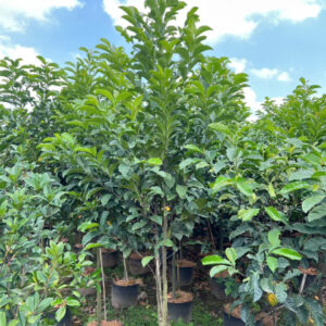 Cây Chay Ruột Đỏ