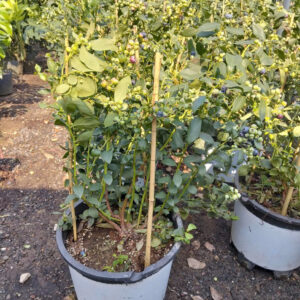 Cây Việt Quất Tứ Quý