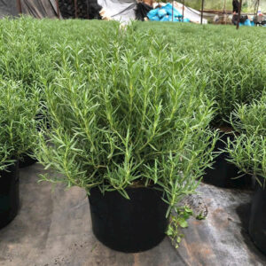 Cây hương thảo trồng chậu